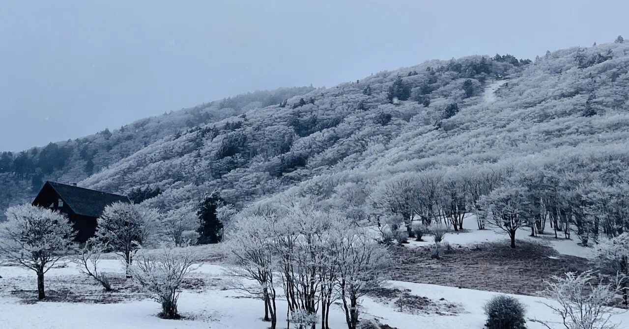 The World of Frost-Covered Trees is Amazing! My Decision to Return