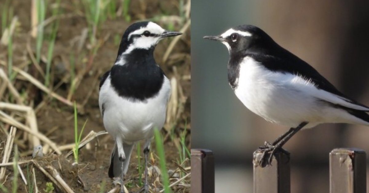 第5回 最近身近な野鳥｜翆野 大地