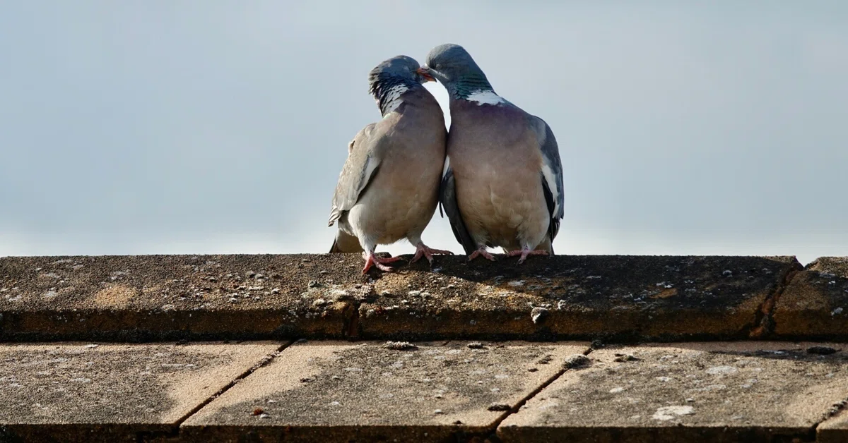 [Idalog 386] The story of being pooped on by a pigeon twice in one day ...