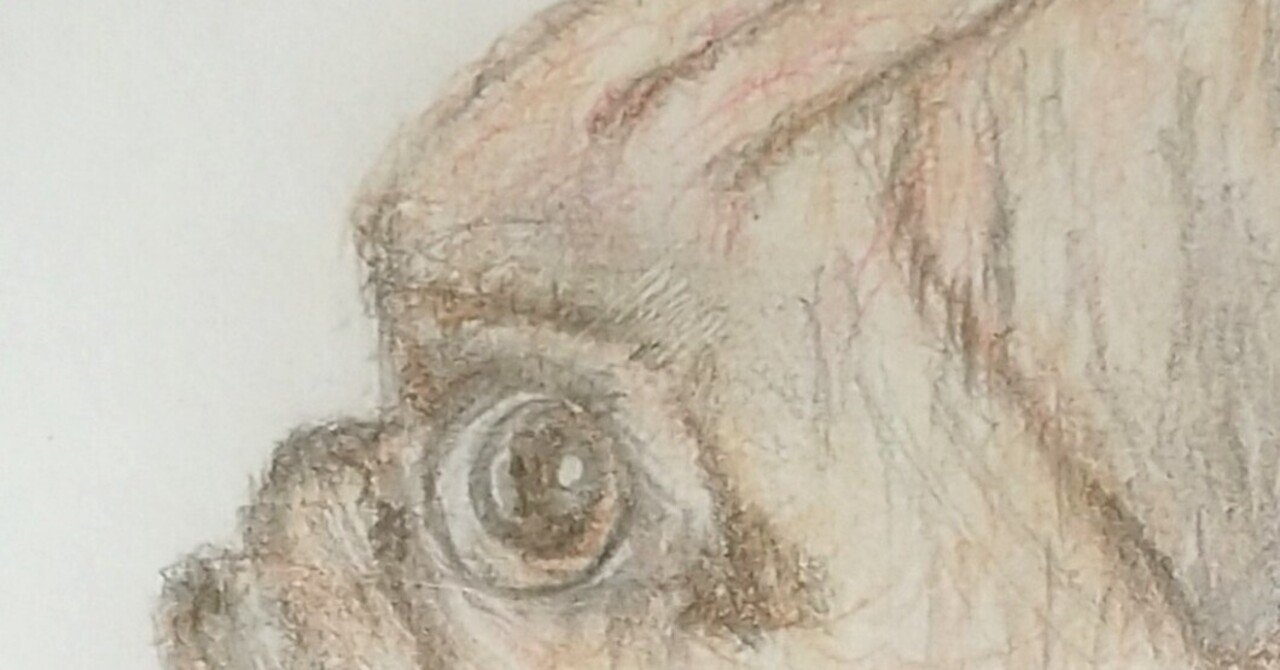 色鉛筆画『パグ犬』｜めっこ