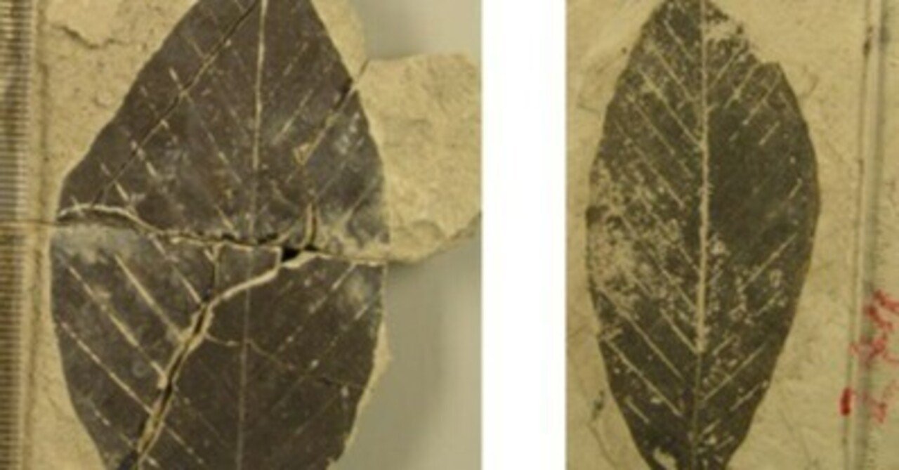 葉化石研究特有の面白さと難しさ｜北海道の木の葉化石博士