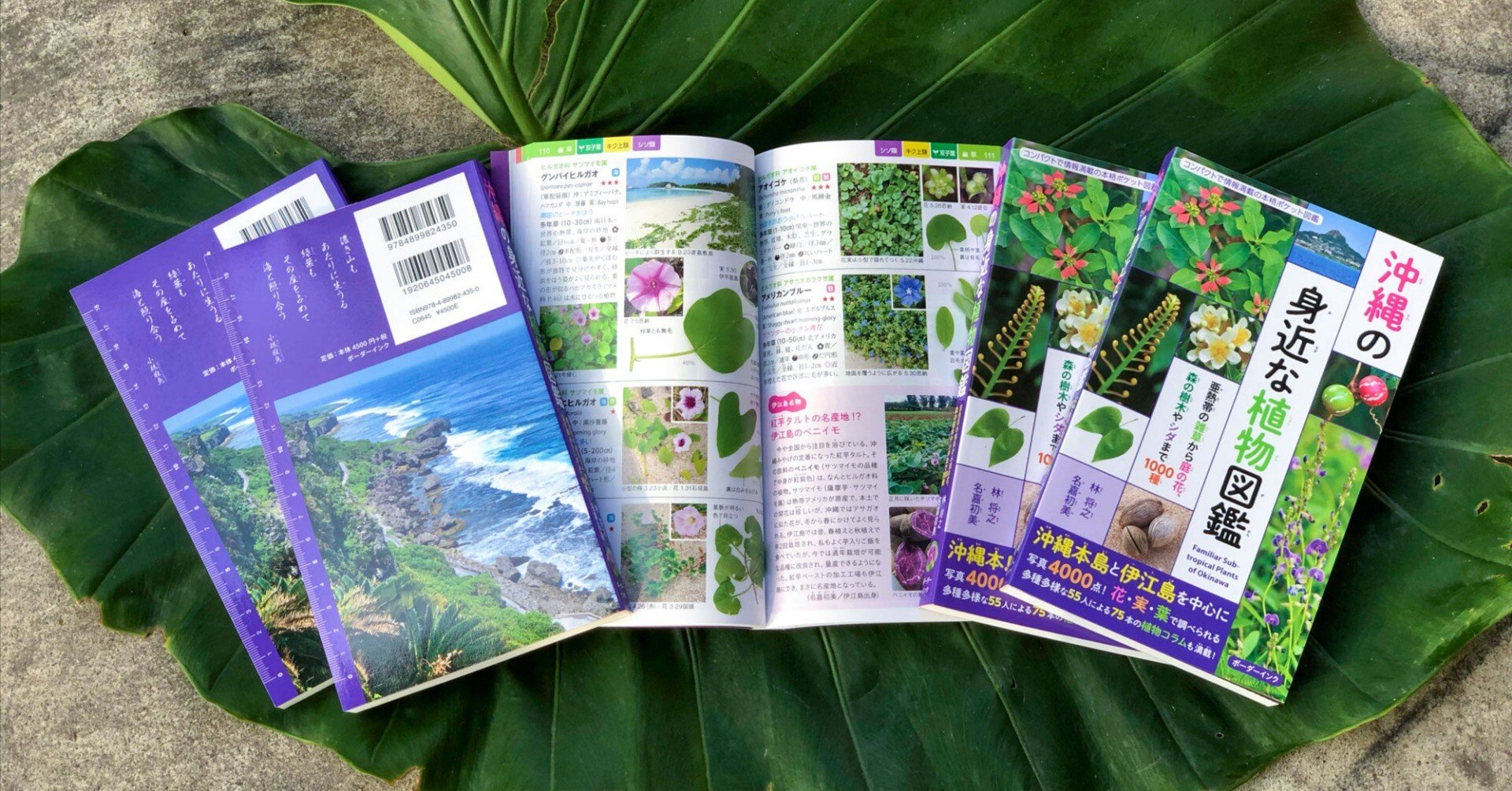 沖縄の身近な植物図鑑』増刷！ 第2版ができました ｜林 将之