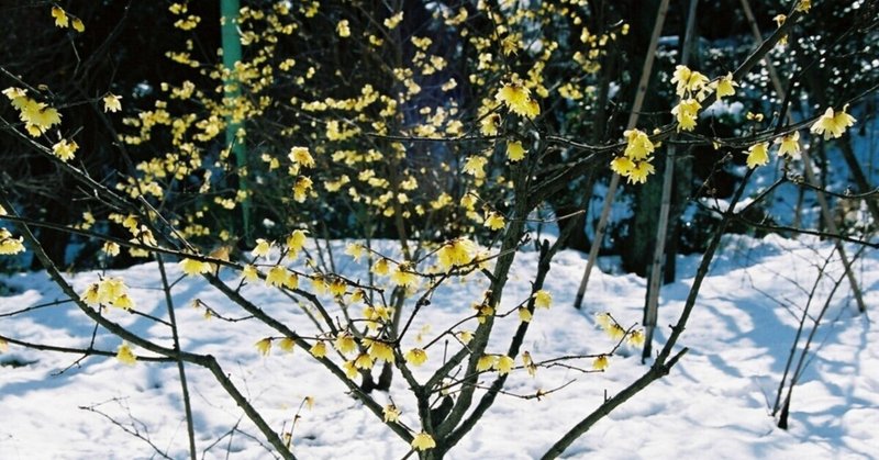 この冬最強クラスの寒気団とフィルム写真の話