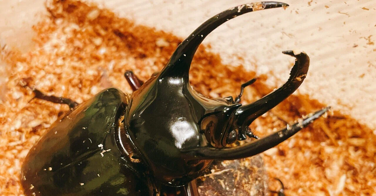 アトラスオオカブトの飼育その2〜産卵，卵編〜｜Chalcosoma chiron