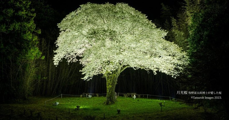 絶景写真旅『月光桜』