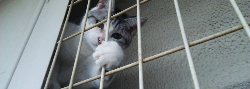チコは、元野良猫、逞しいけど、優しい猫です。|terusun|note