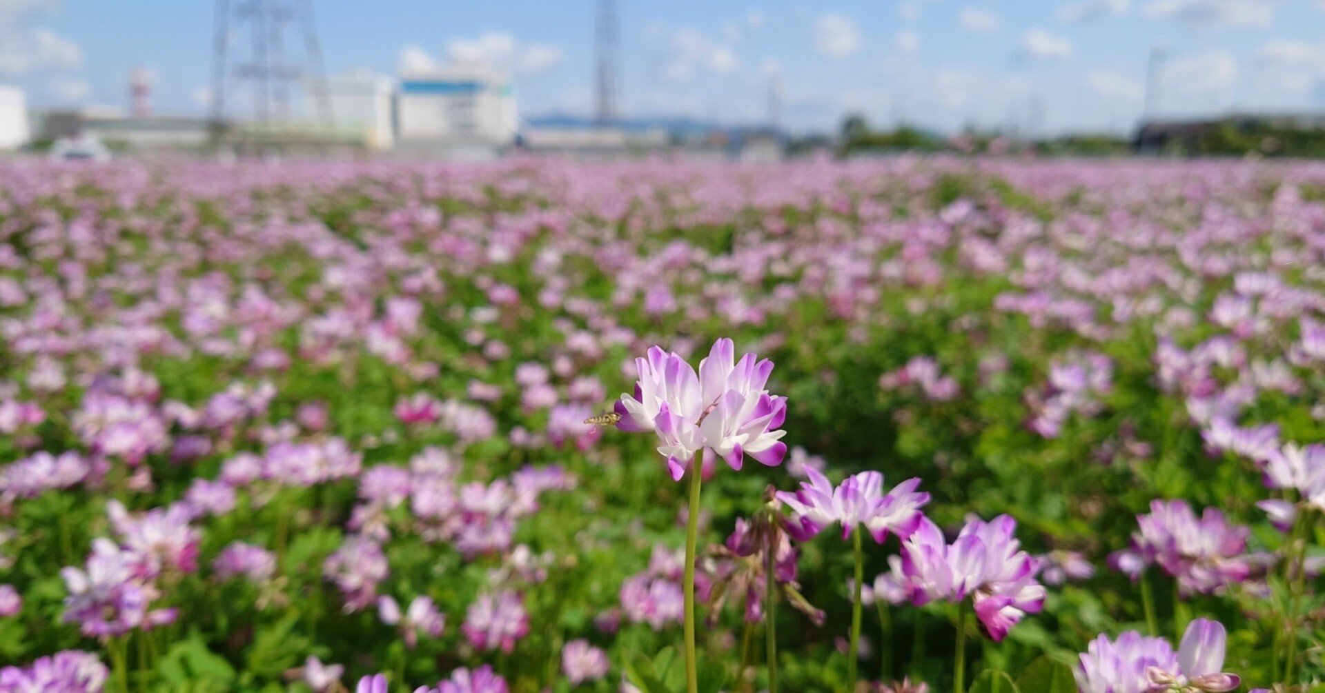 三島江レンゲの里2022年5月3日,4月23日【レンゲ】｜レタス