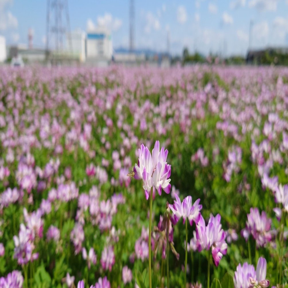 三島江レンゲの里2022年5月3日,4月23日【レンゲ】｜レタス