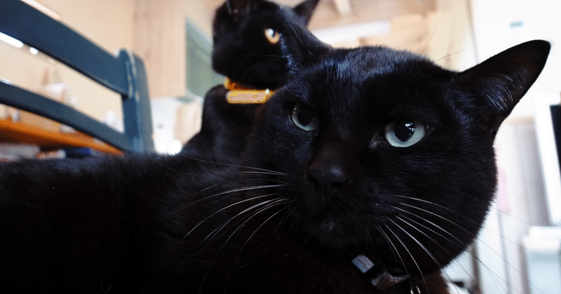 黒猫✨✨NOTEデビュー( *´艸｀)