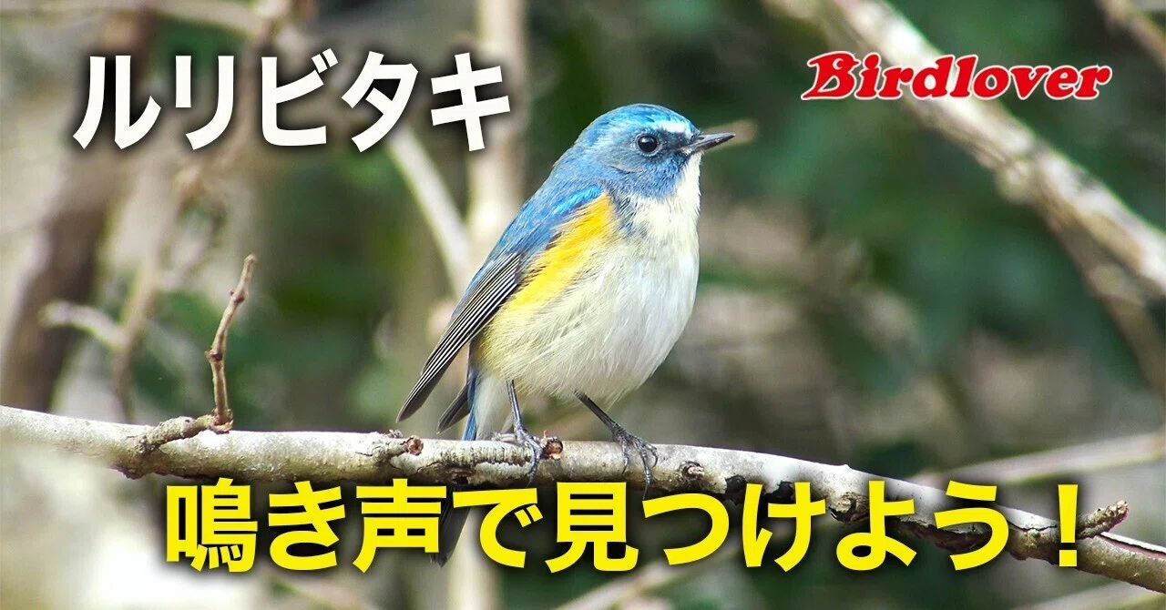 フレンドリーなルリビタキ 【ルリビタキ】2点まとめ | -茨城の野鳥観察日誌- Note Tori 落葉樹