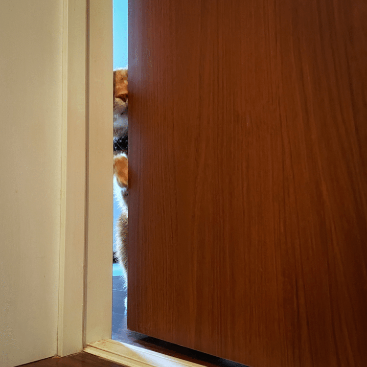 猫の気配がしました。見ると、ドアの隙間の向こうにボクが。「おいで」と声をかけたらこうなりました。まず鼻を押し込んでくるとは、意外でした。