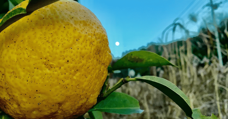 【健康】レモンよりユズの方がビタミンC豊富、知って広がる世界