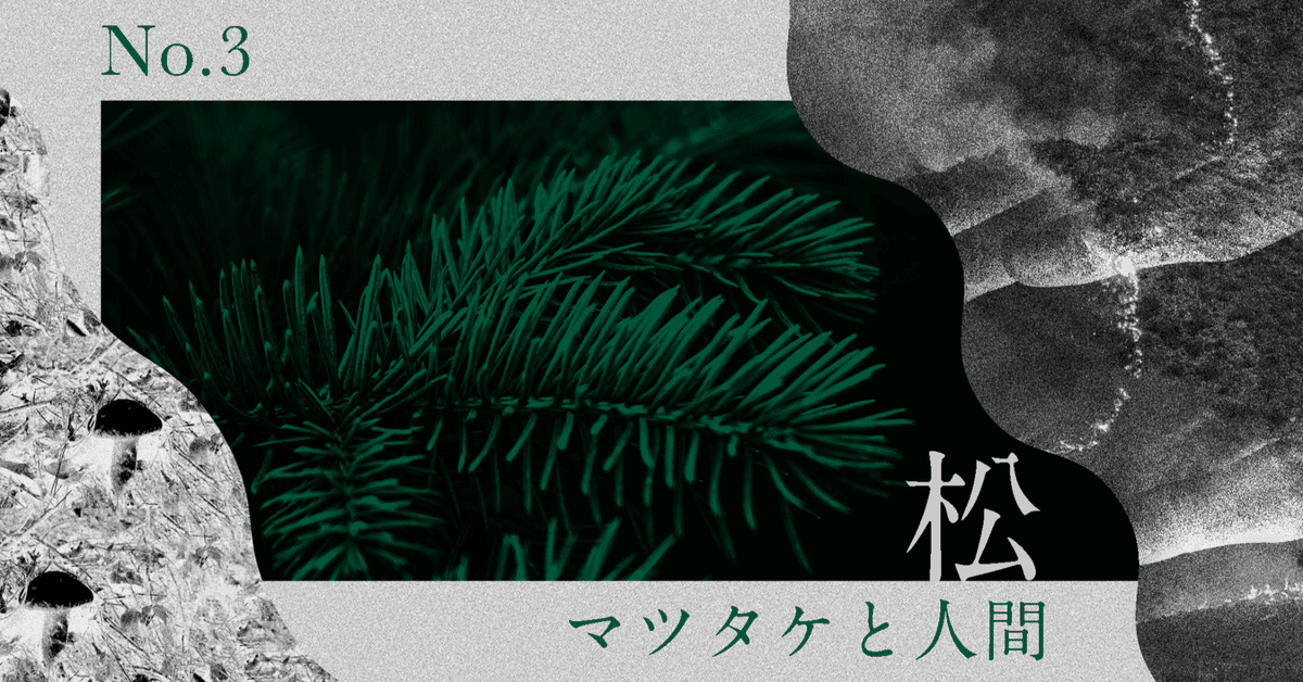 松の木の化石 松の木の化石