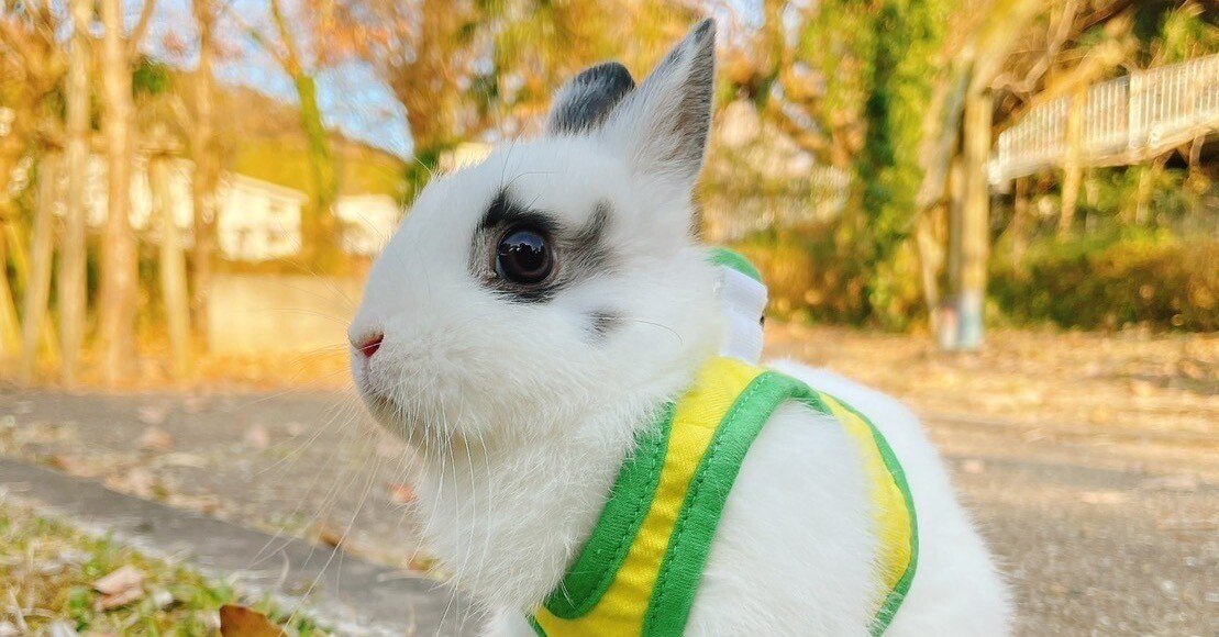 うさぎさん うさぎのおじさん 卯年 うさんぽ｜社会福祉法人 恵和会