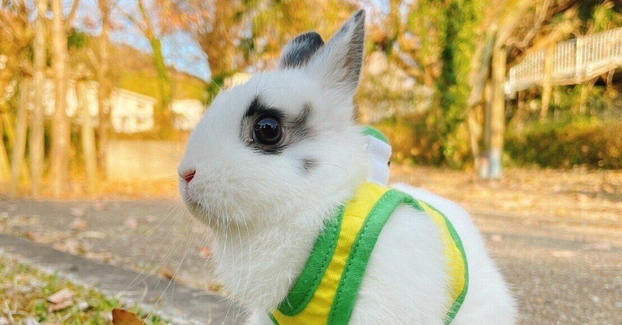 うさぎさん うさぎのおじさん 卯年 うさんぽ｜社会福祉法人 恵和会