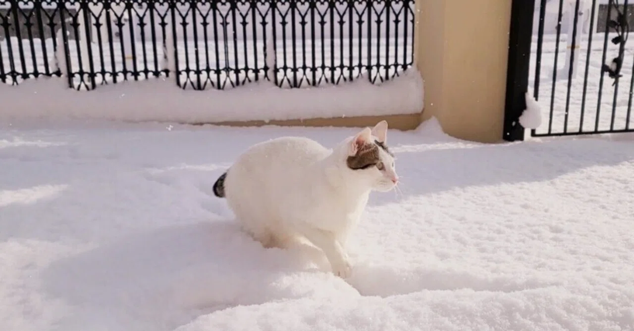 山口県周南市に10年ぶりの大雪⛄｜SAKI