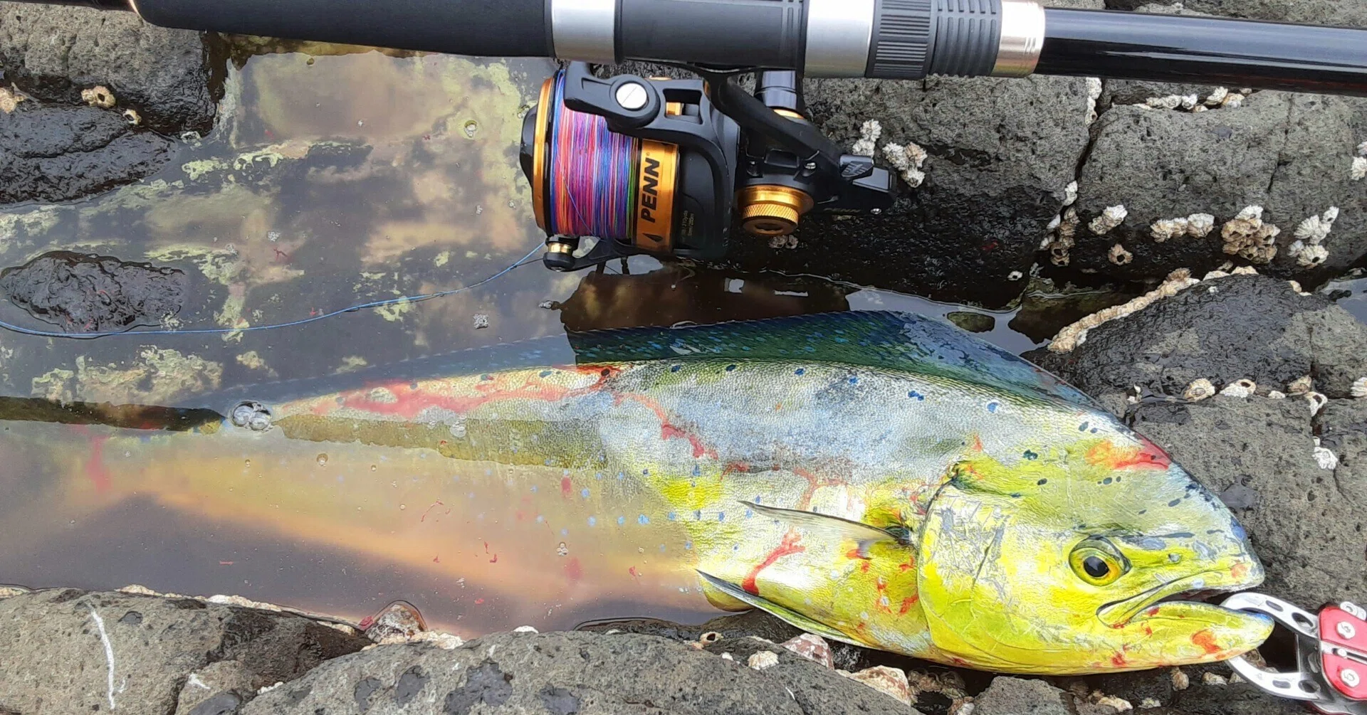 PENN Spinfisher VI5500LCEU ロングスプールの分解|はまはま PENN Spinfisher VI5500LCEU ロングスプールの分解|はまはま