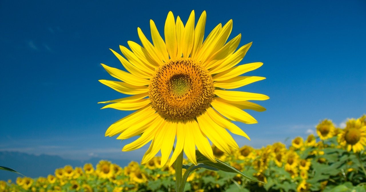 参考資料(諸外国の憲法や日本の法律など)