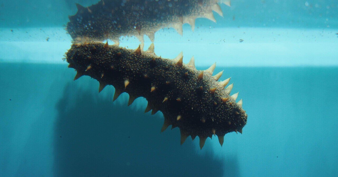 磯の生き物図鑑】ナマコ/棘皮動物｜ひとでちゃん/ サイエンス