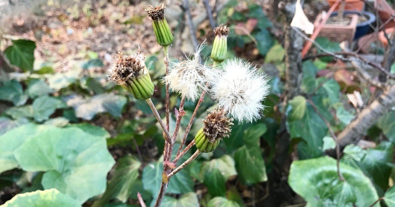 わたげ 鈴木秀之 Note