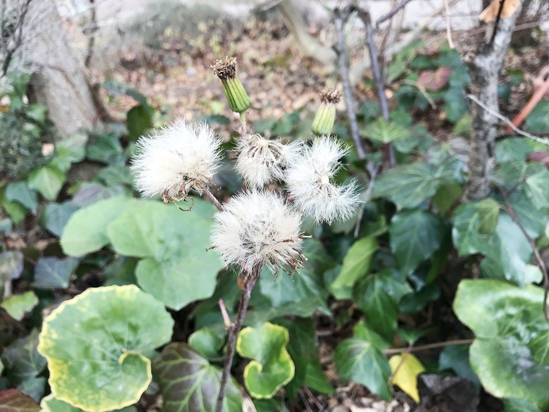 わたげ 鈴木秀之 Note わたげ 鈴木秀之 Note