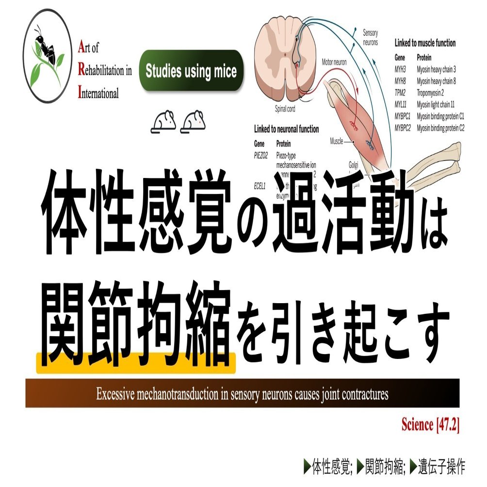 体性感覚の過活動は、関節拘縮を引き起こす｜Super Human | 理学療法士