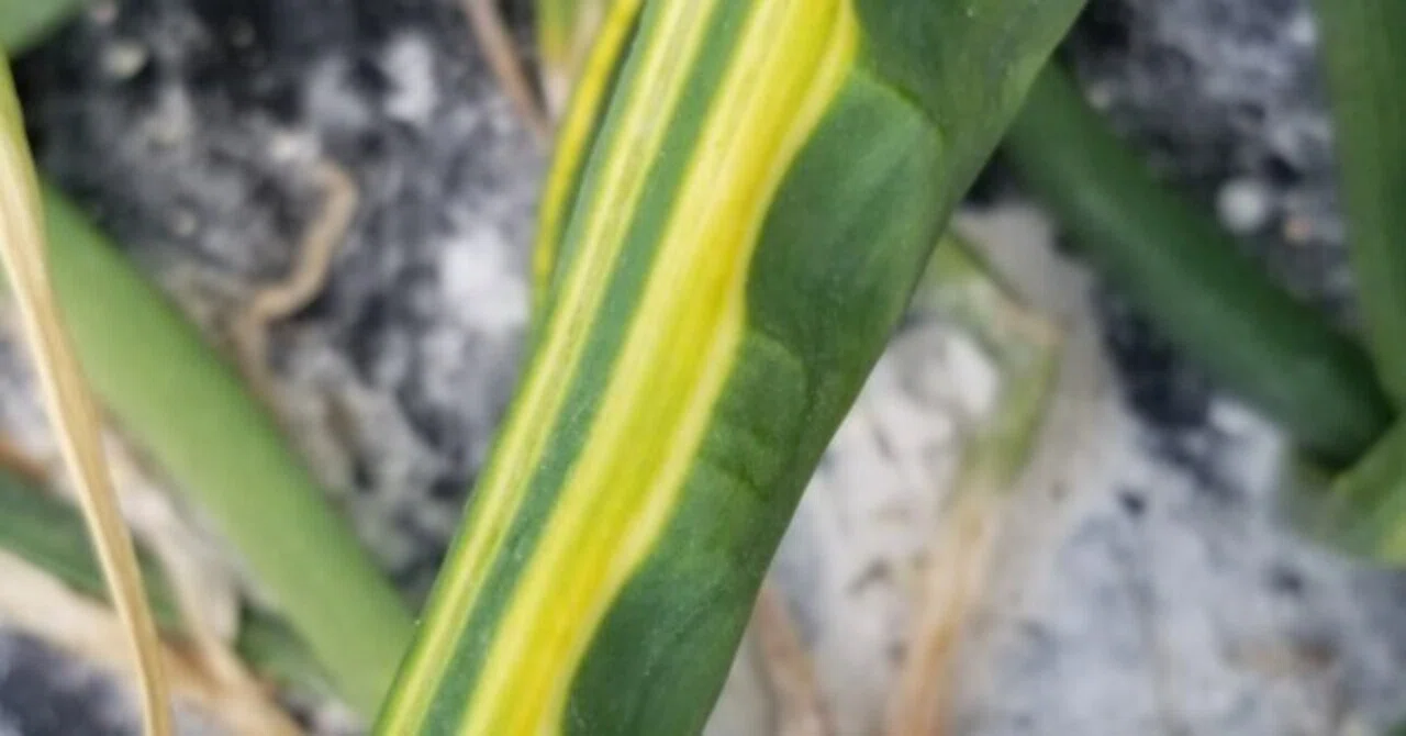 タマネギ｜葉が縮んできたら黄信号｜玉ねぎ萎縮病｜ミライ菜園