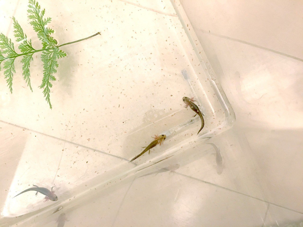 生き物を飼う生活 平林勇 Note