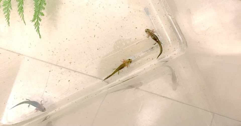 生き物を飼う生活 平林勇 Note