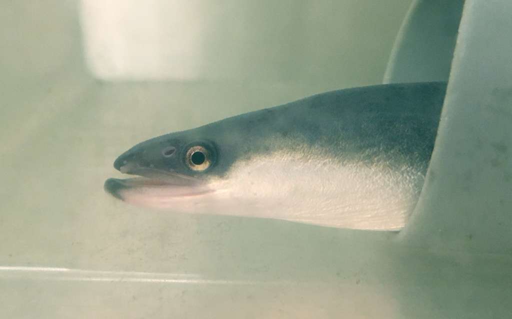 生き物が好きでたまらない 19 02 平林勇 Note