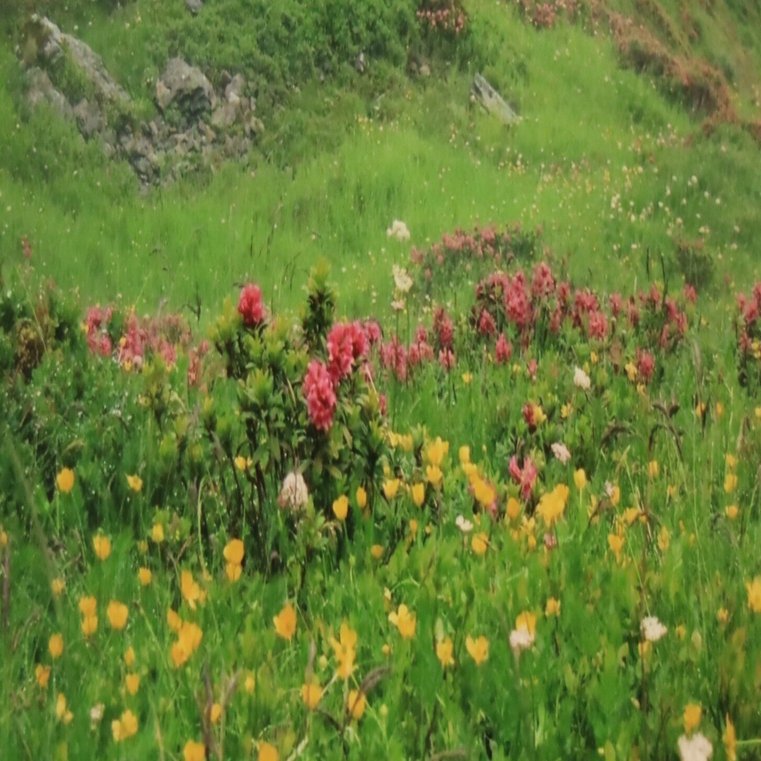 ポール・ヴァーゼンの植物標本」とシュトルムの「みずうみ」｜夕空菜月