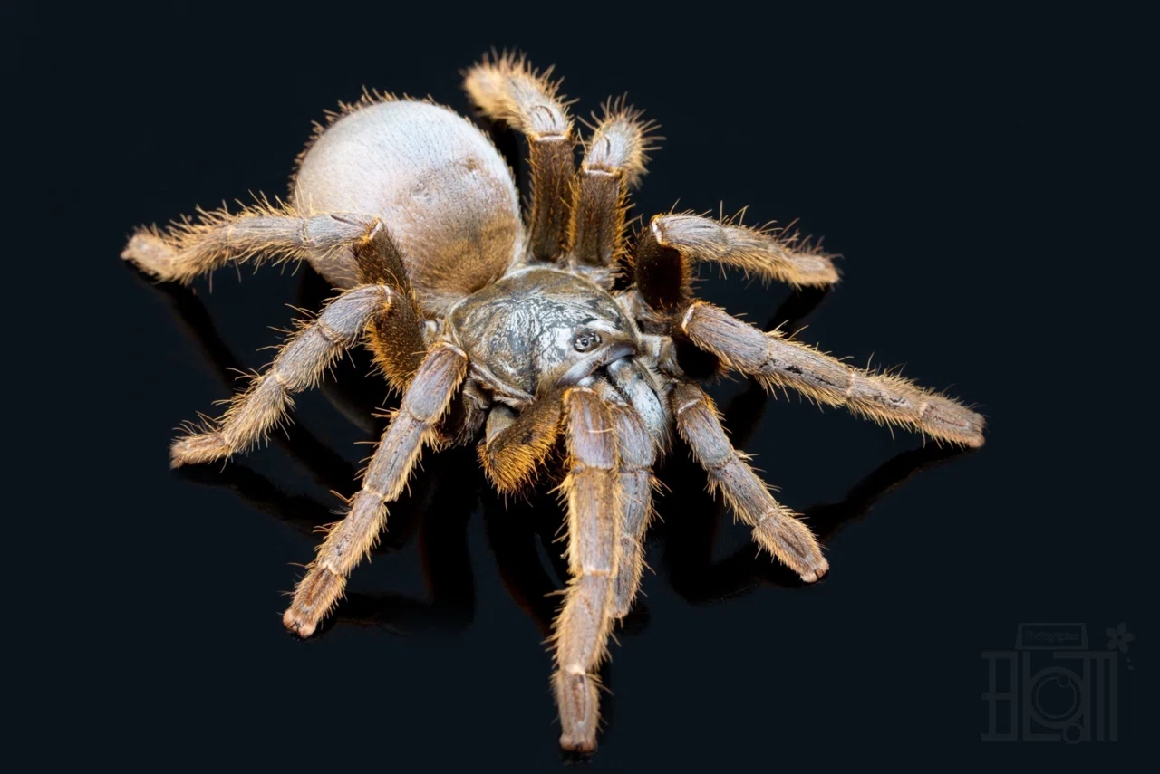 ベトナムシルバー/Ornithoctoninae sp.Vietnam Silverの飼育方法
