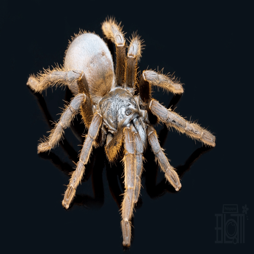 ベトナムシルバー/Ornithoctoninae sp.Vietnam Silverの飼育方法