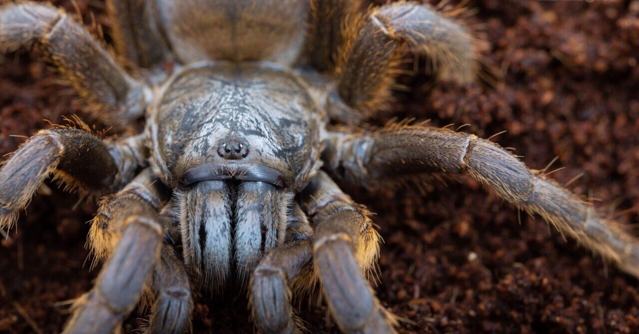 ベトナムシルバー/Ornithoctoninae sp.Vietnam Silverの飼育方法
