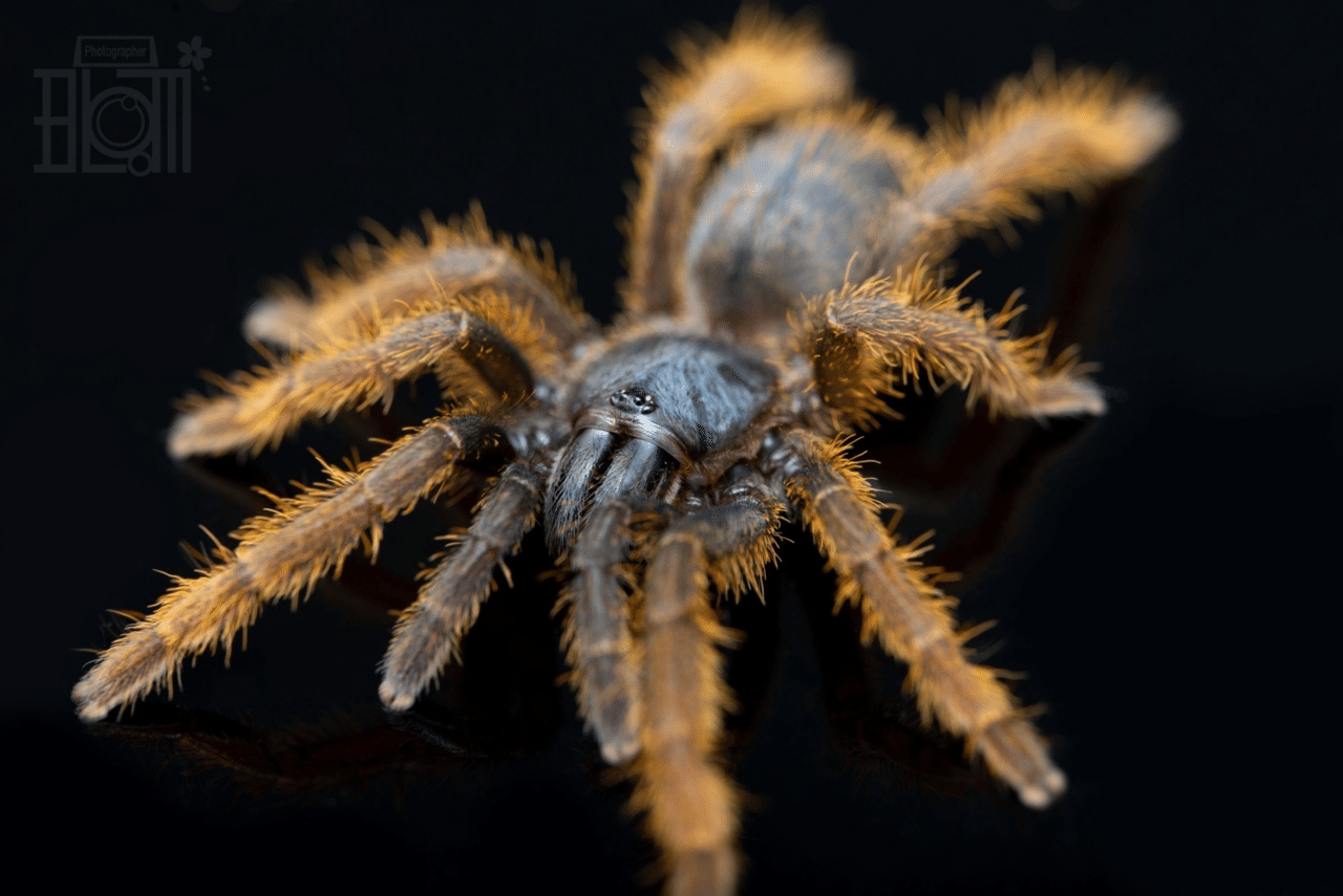 ベトナムシルバータランチュラ（ベビーから少し育った2〜3cmサイズ） ベトナムシルバー/Ornithoctoninae sp.Vietnam Silverの飼育方法