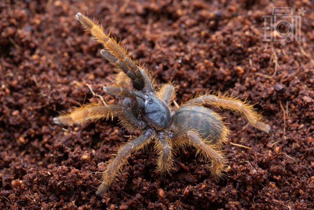 ベトナムシルバー/Ornithoctoninae sp.Vietnam Silverの飼育方法 ベトナムシルバー/Ornithoctoninae sp.Vietnam Silverの飼育方法