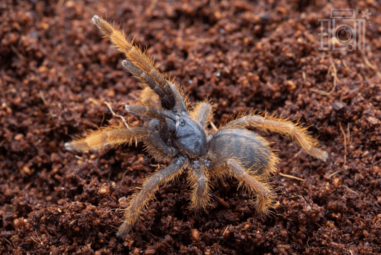 ベトナムシルバー/Ornithoctoninae sp.Vietnam Silverの飼育方法 ベトナムシルバー/Ornithoctoninae sp.Vietnam Silverの飼育方法