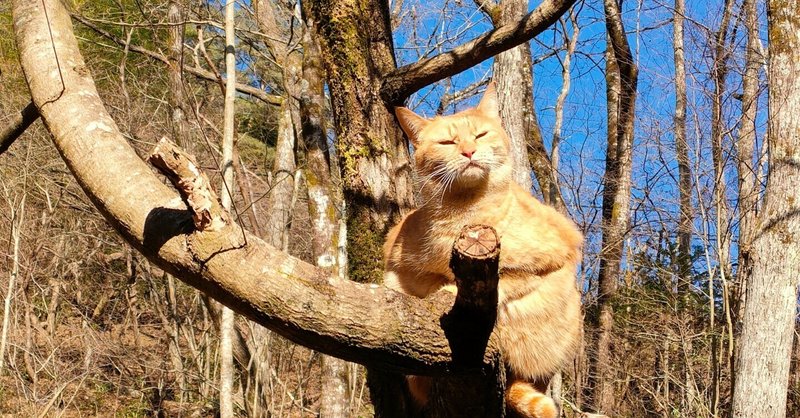 山村留学で体験したこと④動物たちとの暮らし