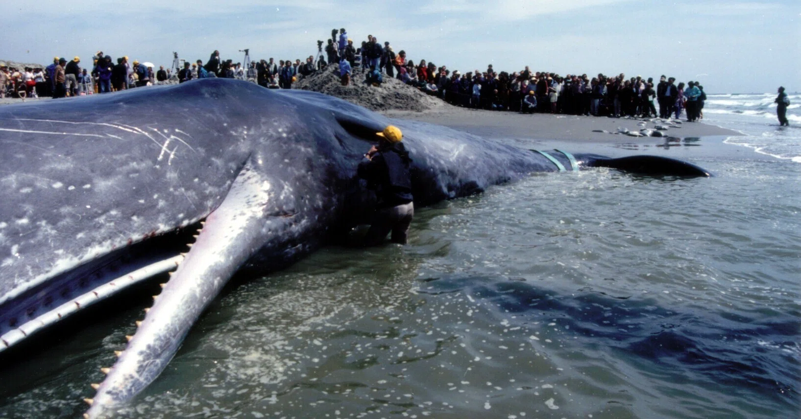 なぜ、1年に300体ものクジラの死体が打ち上がるのか？…クジラを襲う