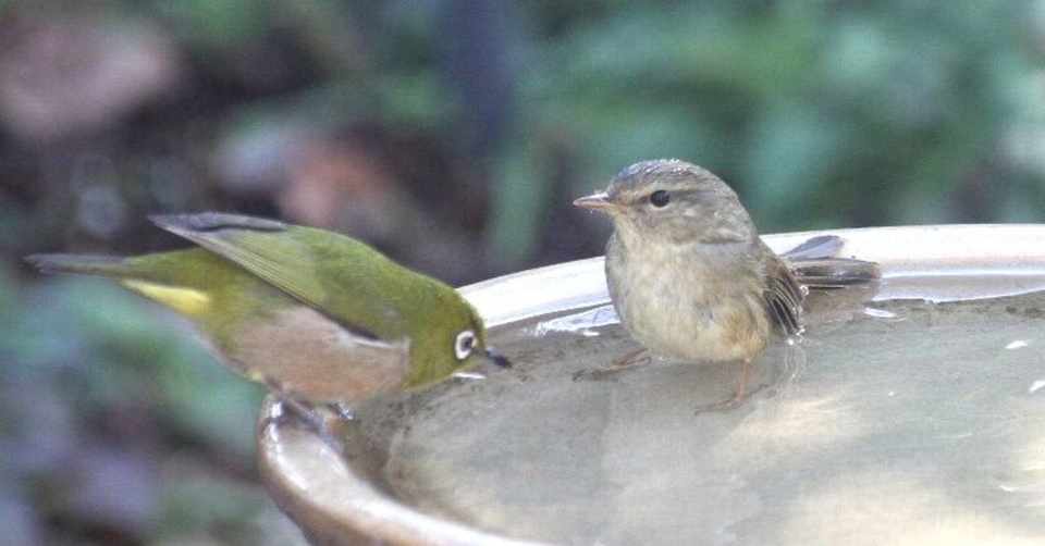 第9回 春になると身近な野鳥 翆野 大地 Note