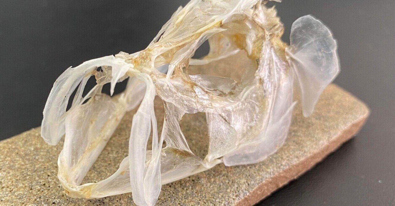 いつも心にオサカナを〜骨格標本編〜|GAKU いつも心にオサカナを〜骨格標本編〜|GAKU