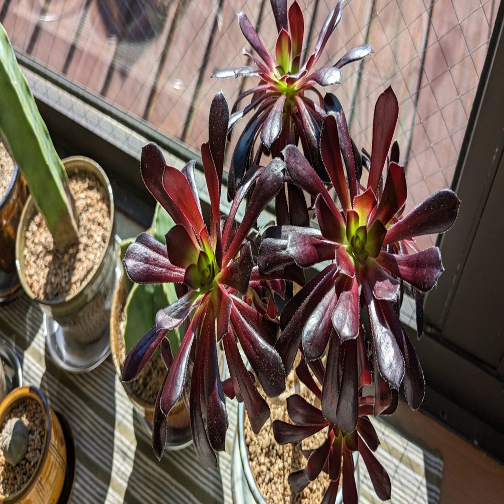 我が園の冬のエース「黒法師」｜nishioka