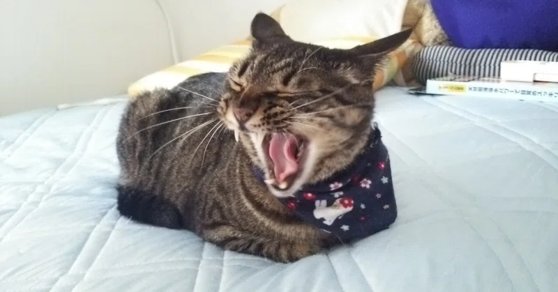 ミツ(無類の猫好きであり、お酒好き)の記事一覧|note(ノート)