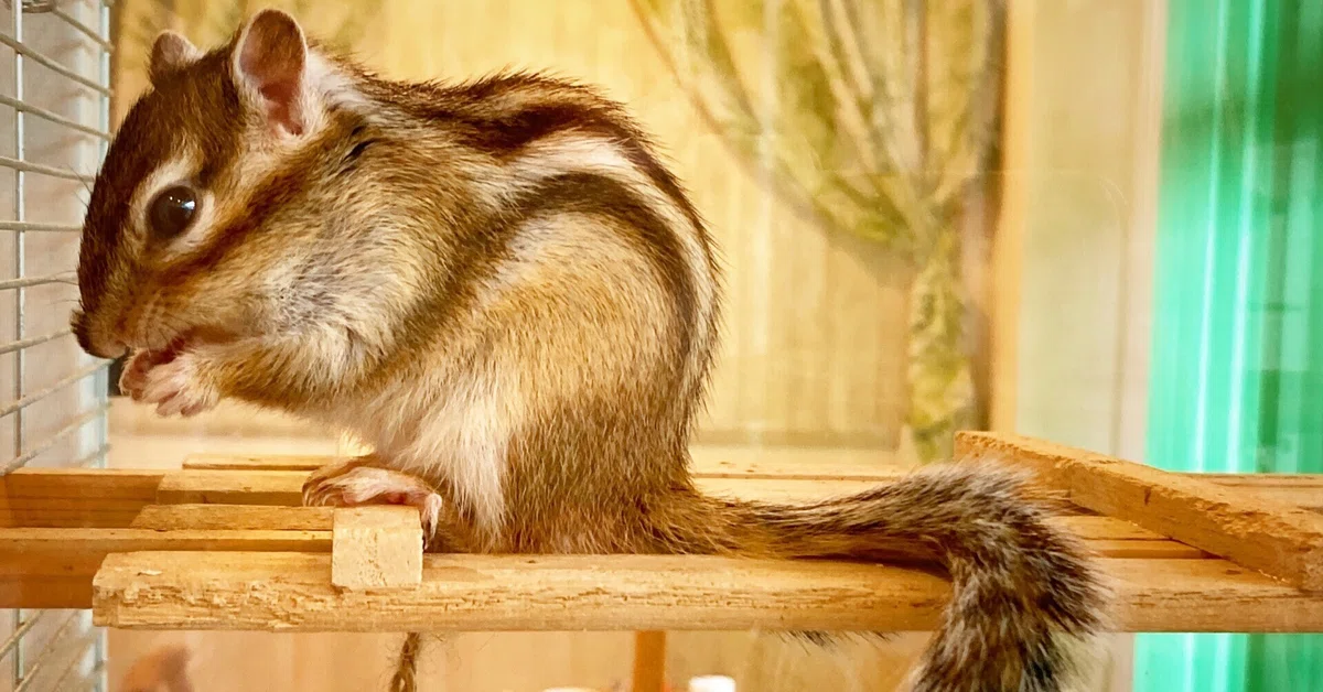 [Animal Cafe] January is for 
