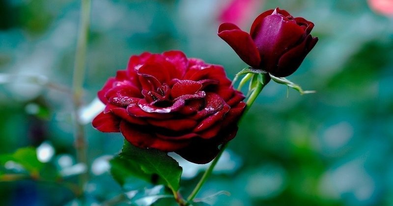 紋白蝶と紅薔薇 真夜中の猫 佐藤宏note Note