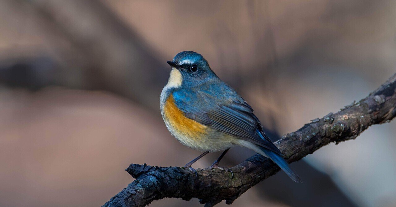 野鳥撮影はじめました。経緯とか機材とか｜みかづき