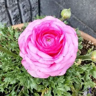 ゆきわ