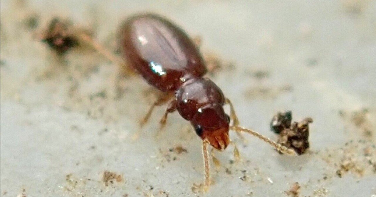 微小甲虫の楽園としての「芝生の裏側」―チビミズギワゴミムシとコケシ