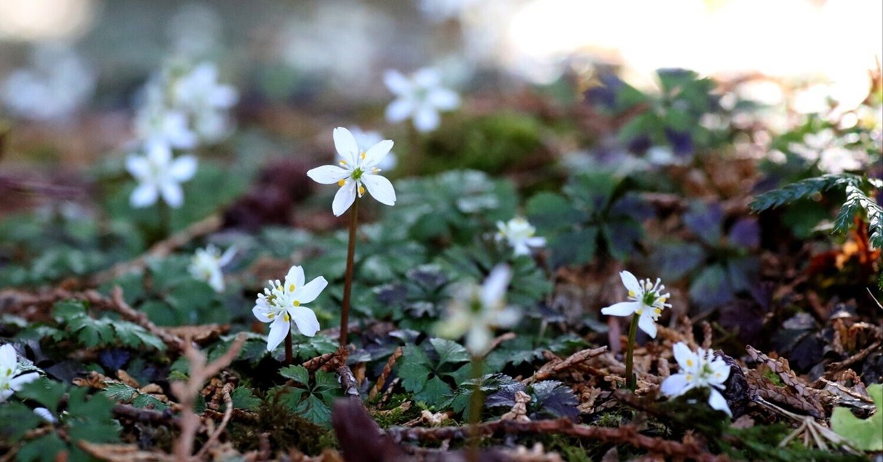 木漏れ日の中の“バイカオウレン”｜komorebi trail