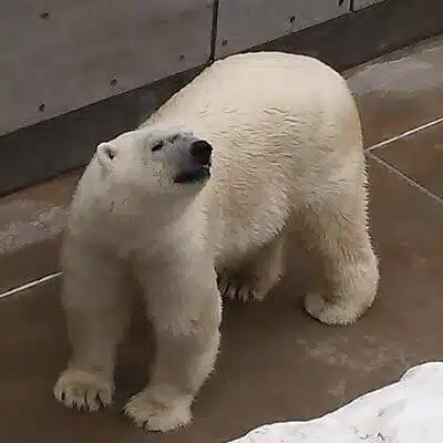ちばのくまさん